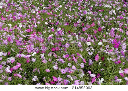 Pink Petunias In Full Bloom In July