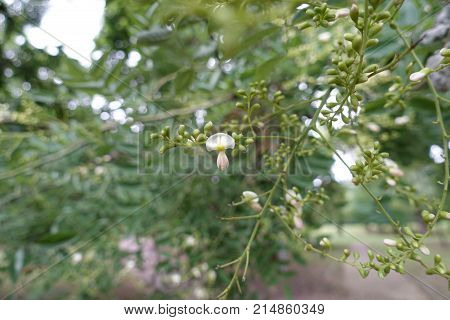 Close View Of White Flower Of Pagoda Tree