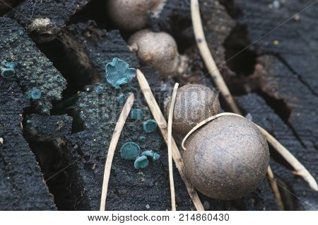 Chlorencoelia versiformis and Ascocoryne sarcoides slime mould