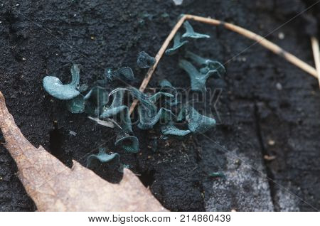 Chlorencoelia versiformis and Ascocoryne sarcoides slime mould
