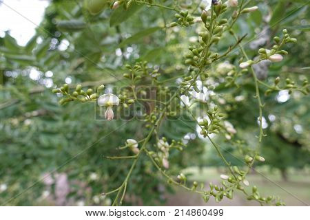 Closed Buds And White Flower Of Scholartree