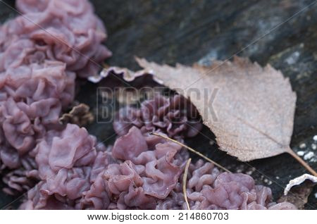 Ascocoryne sarcoides mushrooms (slime mould) on an old stump