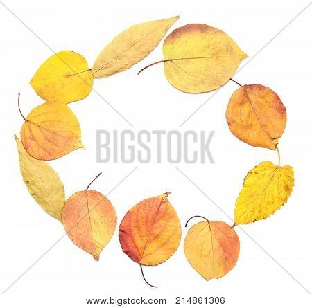 autumn leaves on a white background . Photos in the studio