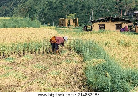 Thimphu, Bhutan - September 16, 2016: Bhutanese Farmer Harvesting Rice Crops In A Rice Field Near Th
