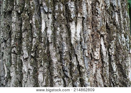 Dry Greyish Brown Bark Of Old Tree