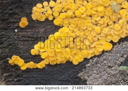 Bisporella citrina [Calycella citrina] macro shot local focus