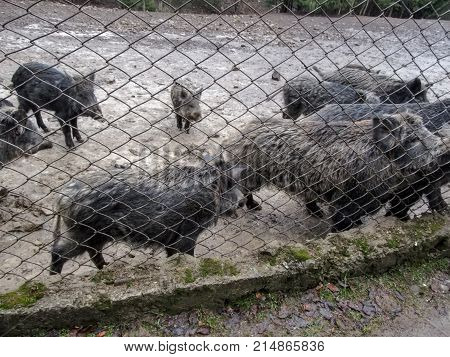 Large group of wild boars in the mud behind the grid in the zoo. Wild swines of different ages stand near the fence and wait while they will be fed