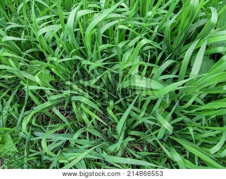 Herbaceous background of juicy high green couch grass close-up. Fresh young bright grass Elymus repens creates the effect of a beautiful herbal texture