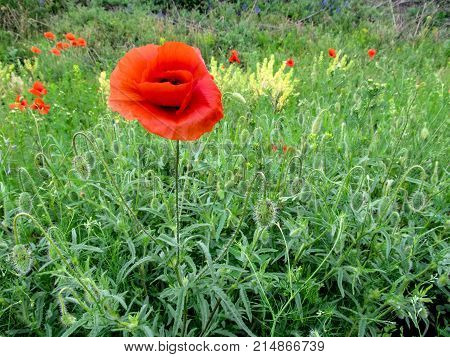 One bright red poppy among vegetation on the field isolated close-up. Glade of wild beautiful poppies growing in the field