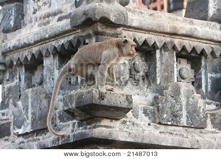 BaliIndonesia. Monkey in temple.