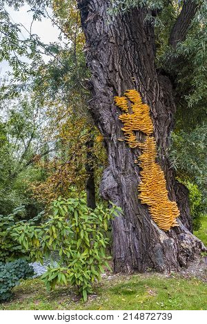 Huge yellow bracket fungus Laetiporus sulphureus on a tree near a river