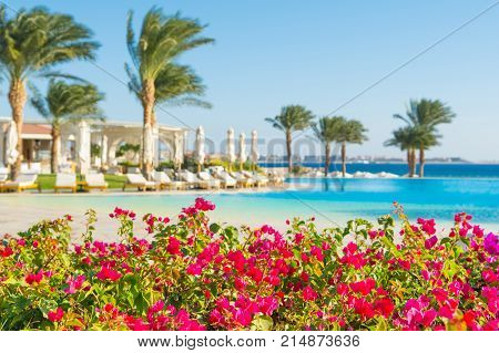 Blooming bougainvillea with bright purple flowers with pool palms and sunbeds on background (focus on the foreground on flowers)