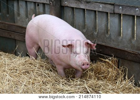 Young domestic peaceful happy pig run in the pigpen