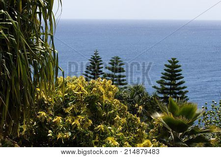 Araucaria araucana and trachycarpus palm view above. Green coniferous plant. Monkey puzzle tree. Chilean pine