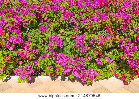 Blooming bougainvillea oleandr with bright purple flowers