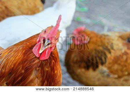 Screaming cock. Rooster head is tilted. Crowing Cock-A-Doodle-Doo!