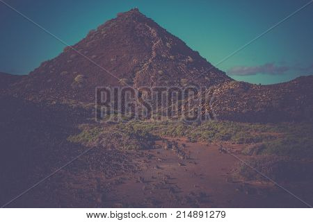 Euphorbia balsamifera plant landscape. Arid territory of Lobos island, Canary, Spain. Rocky Hills with Instagram Effect. Vitage panoramic view.