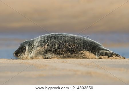 Atlantic Grey Seal Pup (Halichoerus grypus) on sandy beach