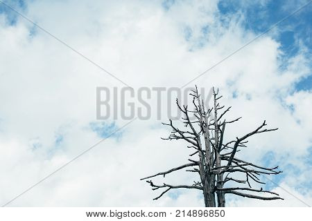 dry tree against the cloudy sky, dead tree