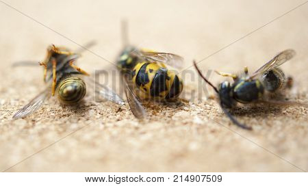 Dead wasps The concept of a tired worker