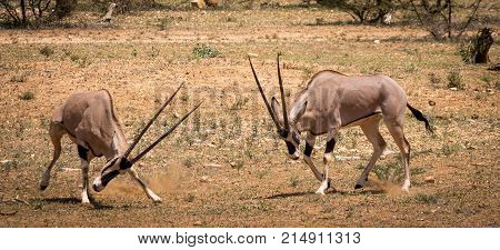 Two gemsbucks facing off on the African savannah