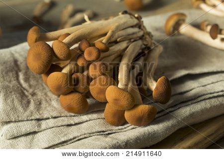 Raw Brown Pioppini Mushrooms