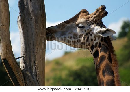 Camelopard in meditation