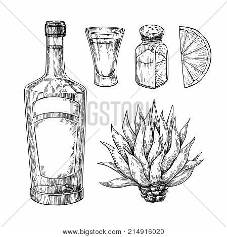 Tequila bottle, blue agave, salt shaker and shot glass with lime. Mexican alcohol drink vector drawing. Sketch of shot glass cocktail with citrus fruit slice. Engraved illustration for label, icon, bar or restaurant menu.