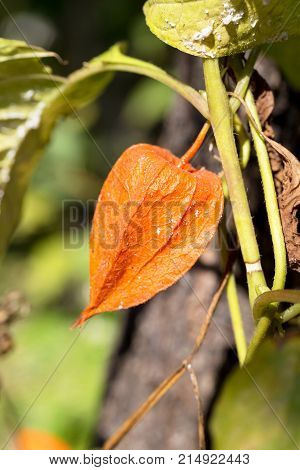 Physalis Alkekengi - Orange Lanterns Of Physalis Alkekengi Among Green Leaves. Selective Focus