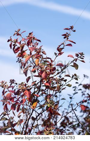 The Japanese spindle (Euonymus japonicus) is an evergreen shrub of parks.
