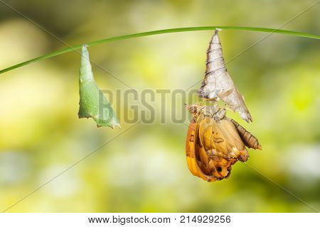 Chrysalis And Emergerd Male Brown Prince Butterfly On Twig