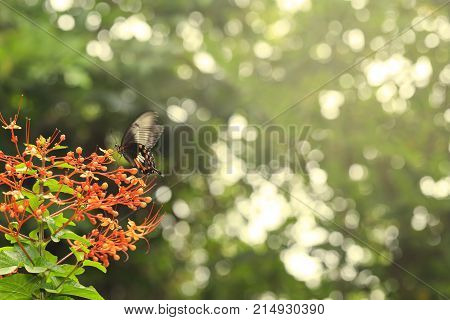 Female Mormon Butterfly Sucking Food From Pagoda Flower Pollen