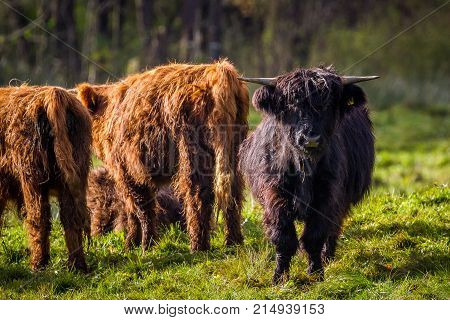 Hairy Highland Bull / Bulls loungers on the green grass