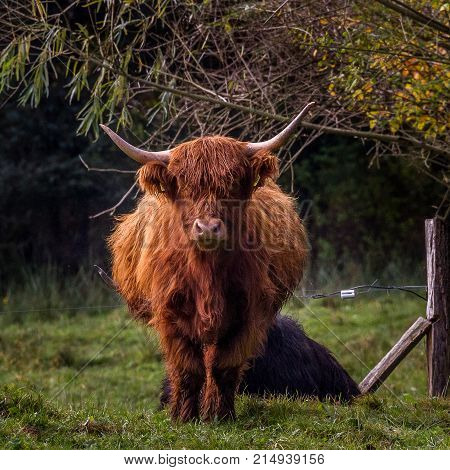 Hairy Highland Bull / Bulls loungers on the green grass