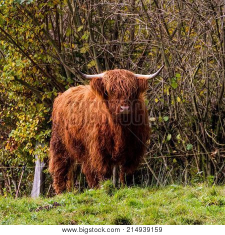 Hairy Highland Bull / Bulls loungers on the green grass