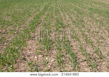Close up of barley seedlings in a system of dryland agriculture. Photo take in Toledo Province Spain