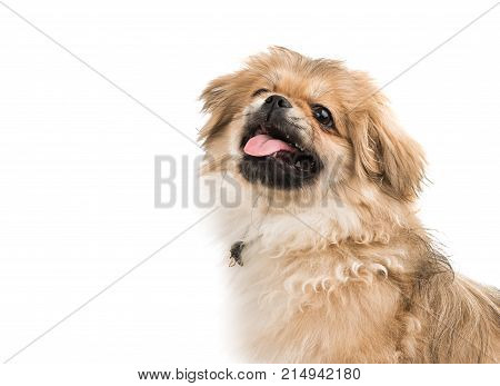 beautiful pekinese dog isolated on white background
