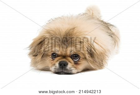 beautiful pekinese dog isolated on white background