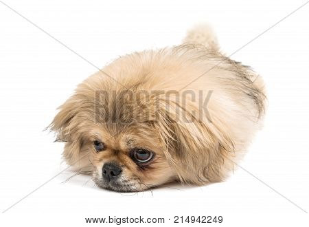 beautiful pekinese dog isolated on white background