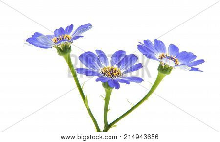 blue cineraria flowers isolated on white background