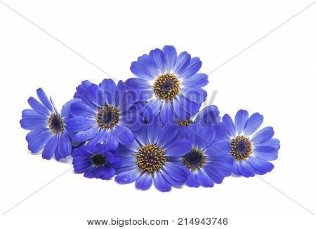 blue cineraria flowers isolated on white background