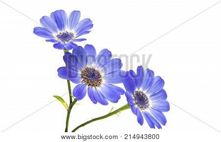 blue cineraria flowers isolated on white background