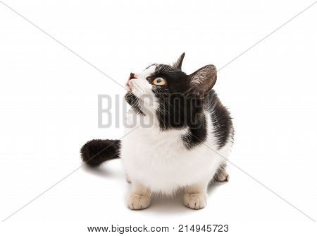 black and white cat on a white background