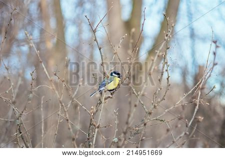 Great titmouse sitting on a branch in forest, natural outdoor landscape photography. Wild birds in winter nature.
