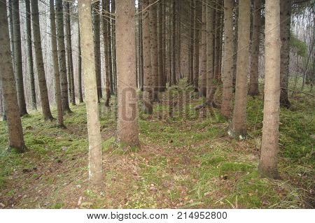 Rows of spurce tree trunks in the wood.