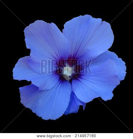 Blue hibiskus flower,  isolated on black background. Without a shadow. Suitable for designers.