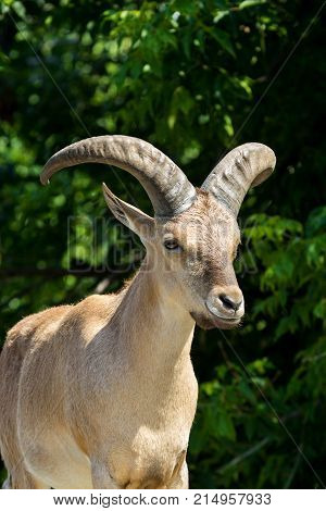 King Of The Rocky Mountains Of The Caucasus, East Asian Tur