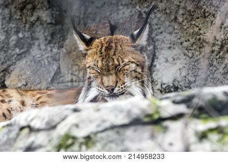 Bobcat ,lynx Rufus, Sitting On Gray Rocks