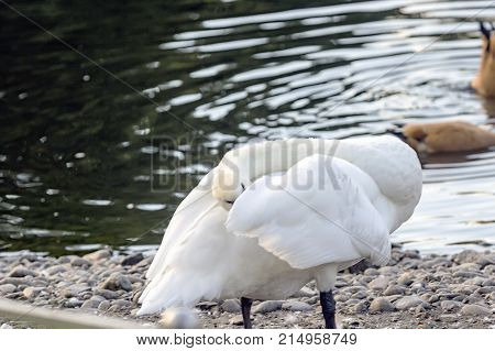 White Swan Near The Lake