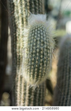 espostoa lanata cactus close up with white needle macro view